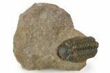 Detailed Reedops Trilobite - Atchana, Morocco #345144-3